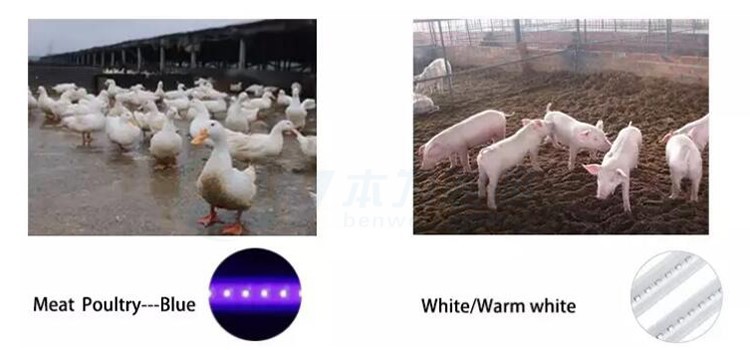 broiler lighting system