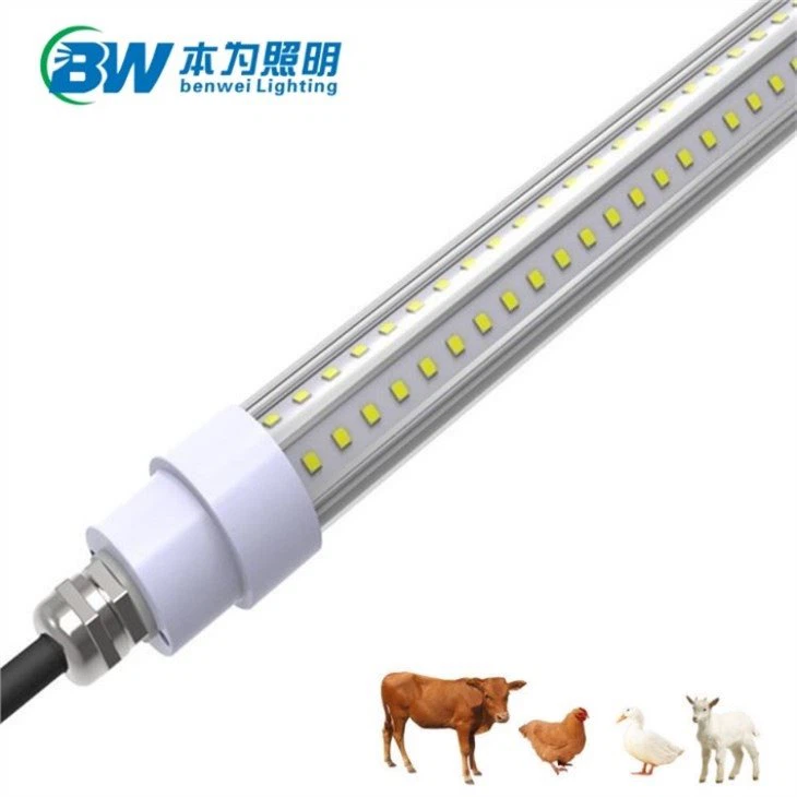 chicken led light