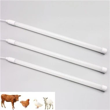 Papildomas apšvietimas viščiukams