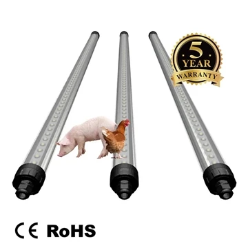 Light in the chicken coop: is it necessary
