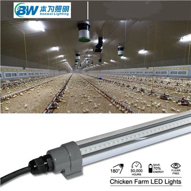 „Chick Coop Light“.