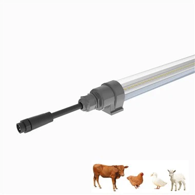 Vištienos kiaušinių šviesa