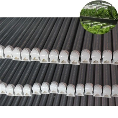 Auginti šviestuvus kambariniams augalams