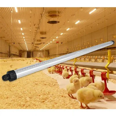 T12 LED Paukštienos lemputė