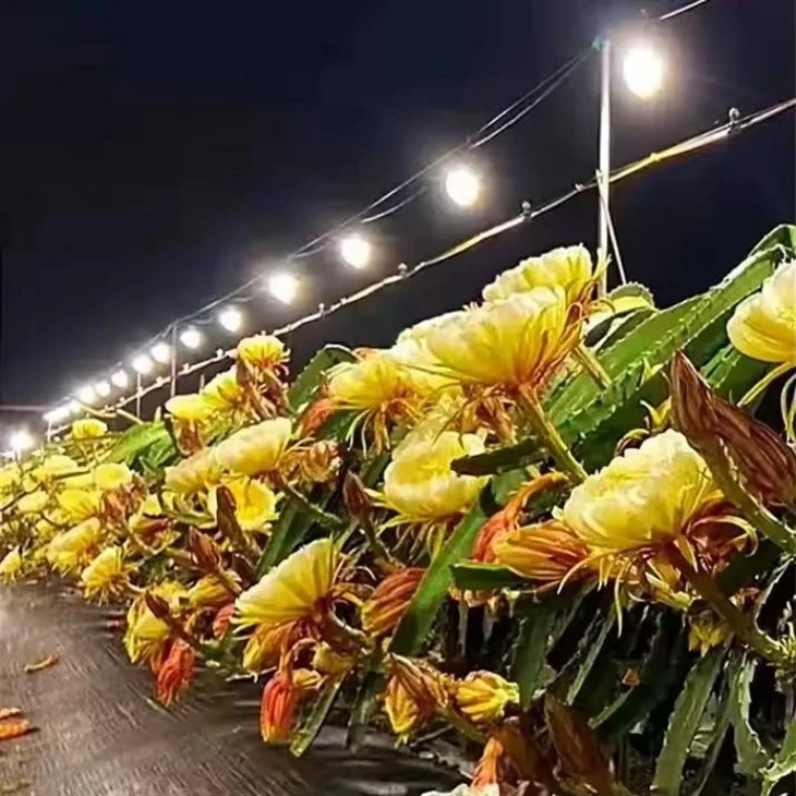 LED Plant Grow Light String best