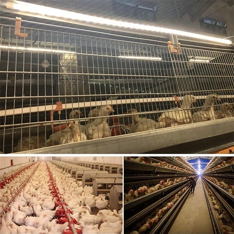 poultry farm light 1 poultry farm light 1