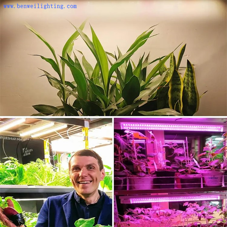 Greenhouse Grow Lamp Greenhouse Grow Lamp