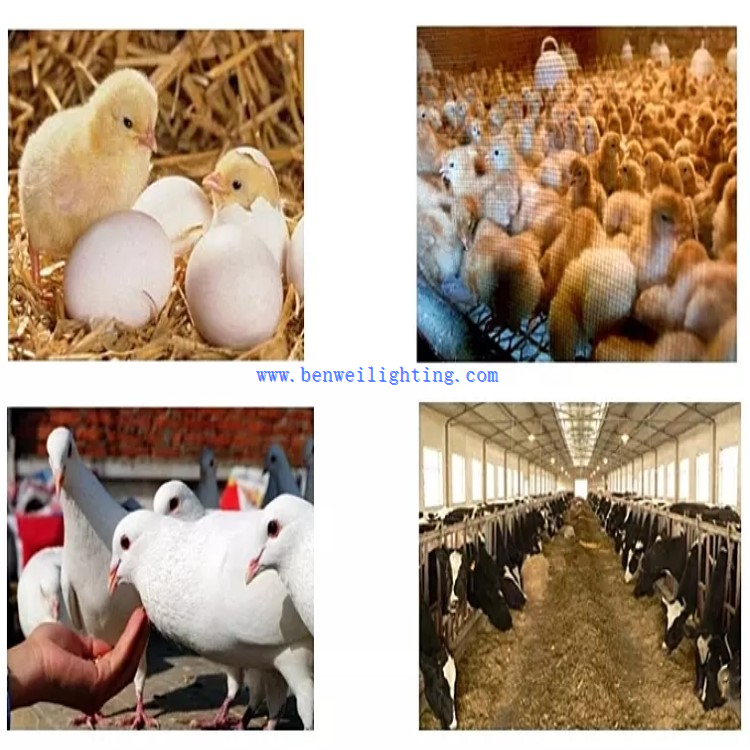 Animals Growing Light Animals Growing Light