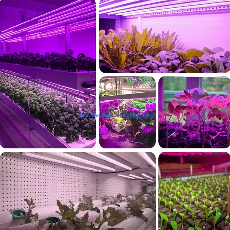 Plant lighting LED 5